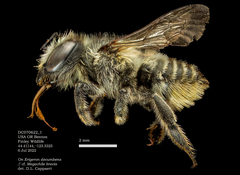 Megachile brevis