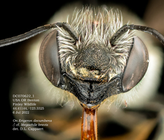 Megachile brevis