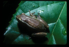 Hyperolius cinnamomeoventris