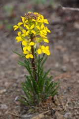 Erysimum perenne