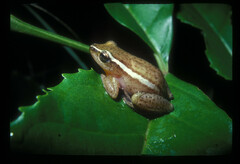 Hyperolius cinnamomeoventris