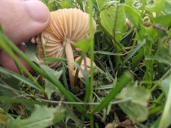 Marasmius oreades
