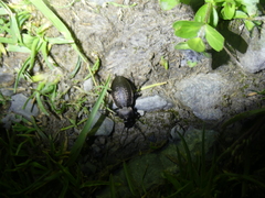 Carabus sylvestris