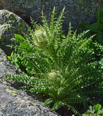 Cirsium scopulorum