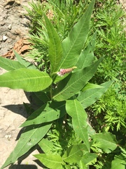 Persicaria amphibia