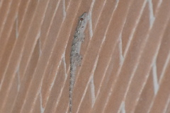 Tarentola mauritanica