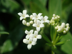 Galium rivale