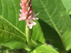 Persicaria amphibia