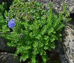 Polemonium confertum
