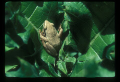 Hyperolius kivuensis