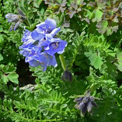 Polemonium confertum