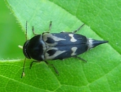 Glipa oculata