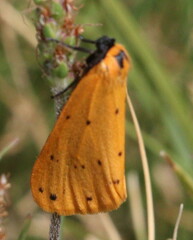 Setina