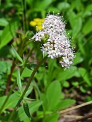 Valeriana acutiloba