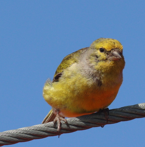 Verderón serrano (Carduelis citrinella)