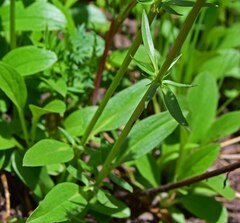 Valeriana acutiloba