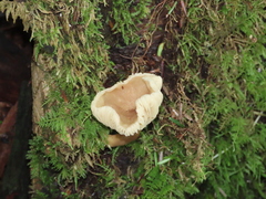 Lactifluus gerardii