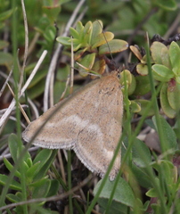 Pyrausta aerealis