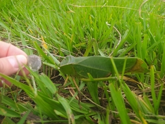 Steirodon dentatum