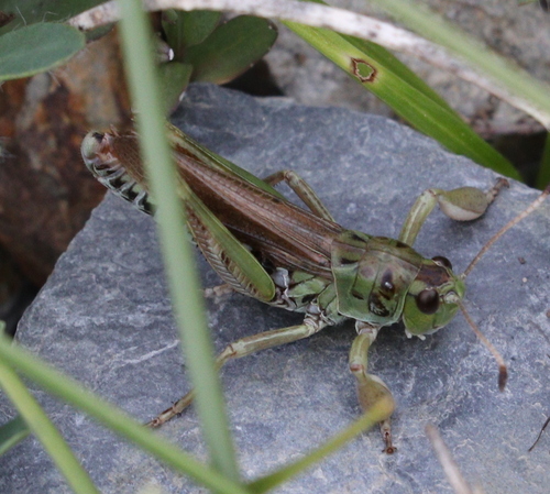 Club-legged Grasshopper photo 4