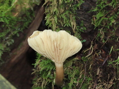 Lactifluus gerardii