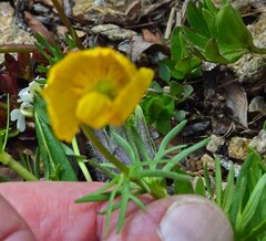 Ranunculus adoneus