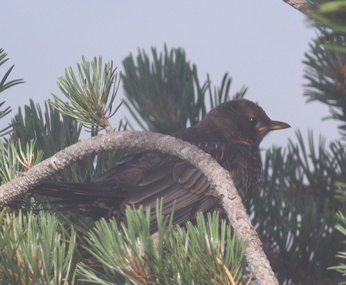 Mirlo capiblanco (Turdus torquatus)