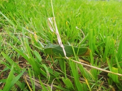 Steirodon dentatum