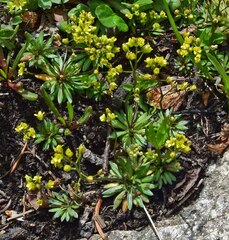 Draba crassifolia