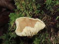 Lactifluus gerardii