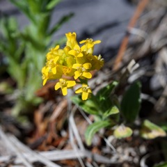 Draba helleriana