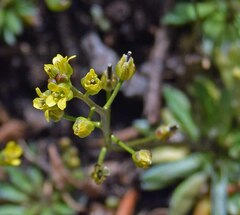 Draba crassifolia
