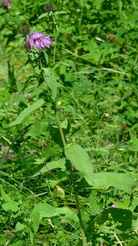 Wig knapweed (Centaurea phrygia)