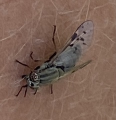 Silvius quadrivittatus