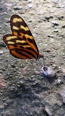 Mechanitis