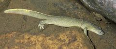 Pyrenean Brook Newt photo 5