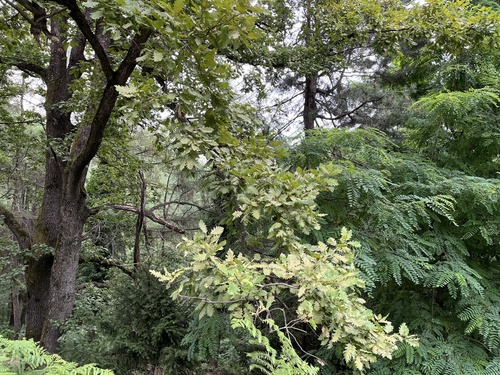 dub zimný (Quercus petraea)