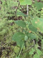 Lathyrus ochroleucus