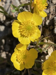 Ranunculus eschscholtzii oxynotus