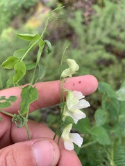Lathyrus ochroleucus