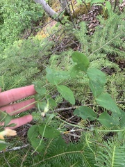 Lathyrus ochroleucus