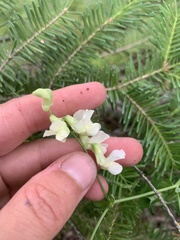 Lathyrus ochroleucus
