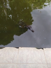 Caiman crocodilus crocodilus