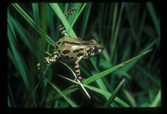 Kassina senegalensis