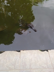 Caiman crocodilus crocodilus