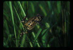 Kassina senegalensis