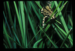 Kassina senegalensis