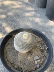 Epithelantha