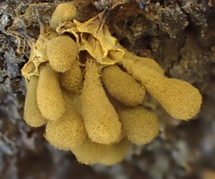 Arcyria versicolor