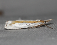 Crambus girardellus